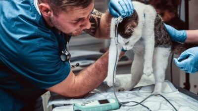 Die 10 besten Tierkliniken in Deutschland