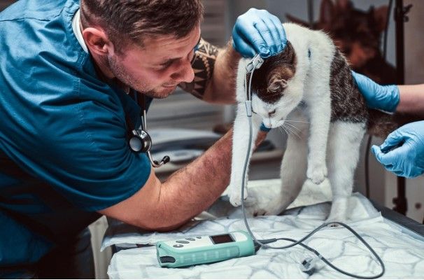 Die 10 besten Tierkliniken in Deutschland