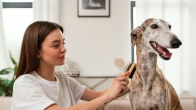 Die 10 besten Haustierbetreuungsdienste zu Hause in Deutschland